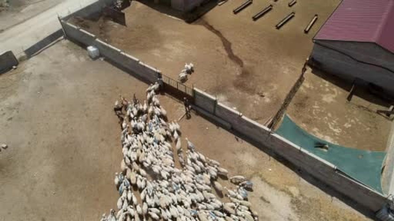Dağdan gelen süt kadınların emeğiyle peynir ekonomisine dönüşüyor