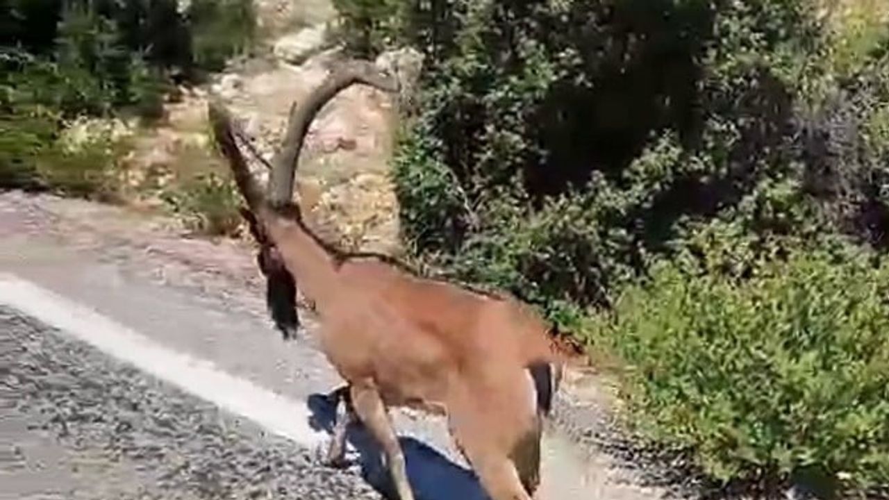 Dağın konuğu Erdemli'de: dağ keçisi köy yolunda sürücüleri durdurdu