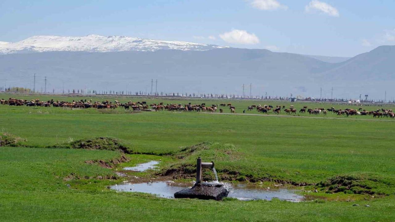 Danimarka'nın 1933 hamlesi: Erzurum ve Kars'ta süt sanayisi planı