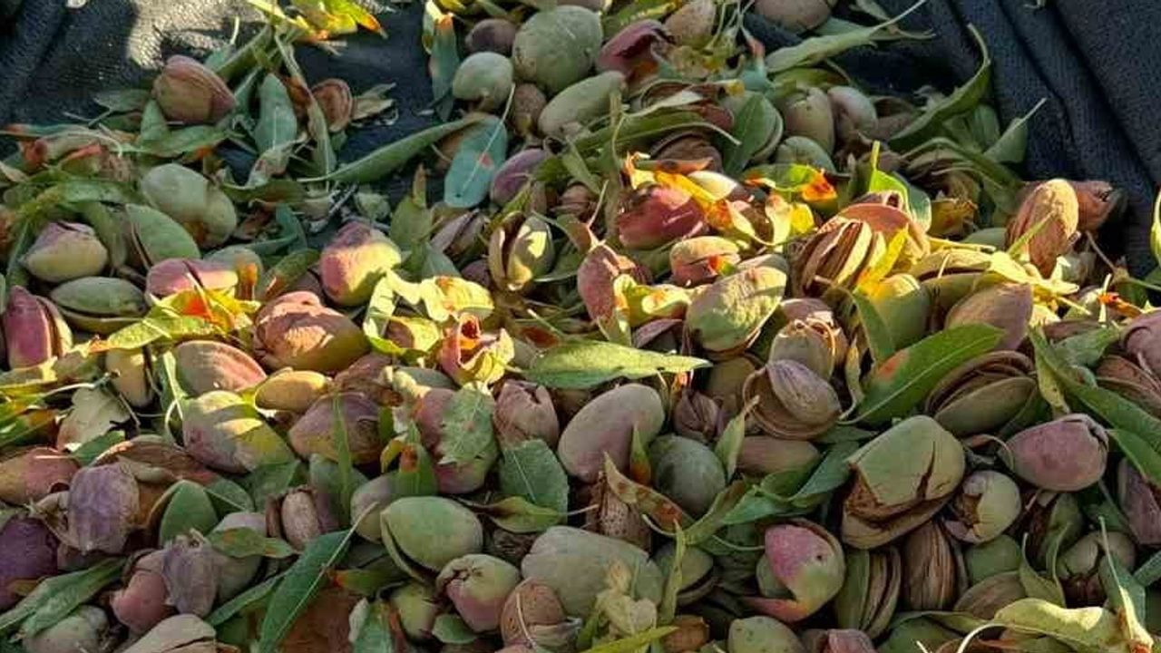 Datça'nın coğrafi işaretli bademinde nurlu hasadı başladı