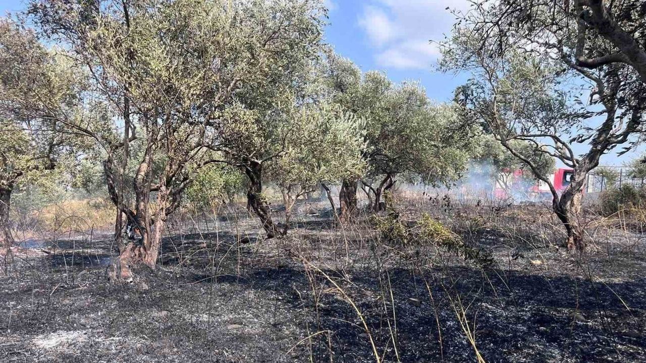 Defne'de zeytinlikte çıkan yangın hızlı müdahale ile büyümeden söndürüldü