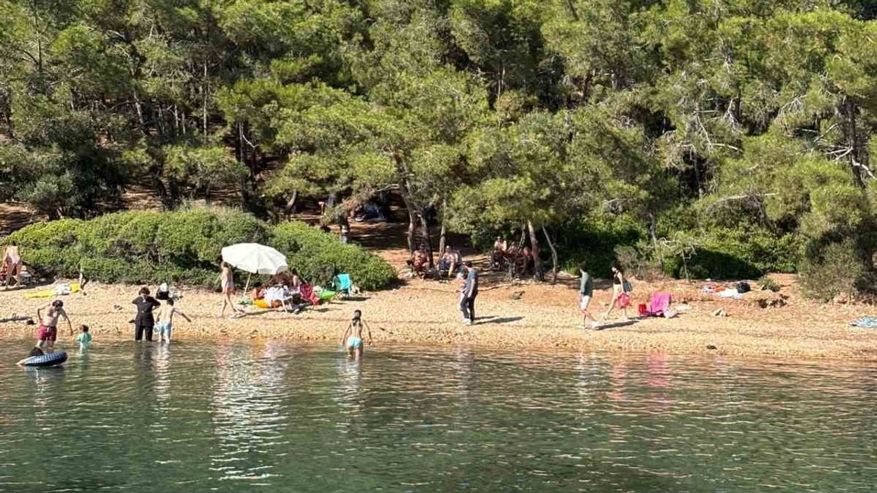 Denetim boşluğu Ayvalık'ta orman yasaklarını anlamsız kılıyor