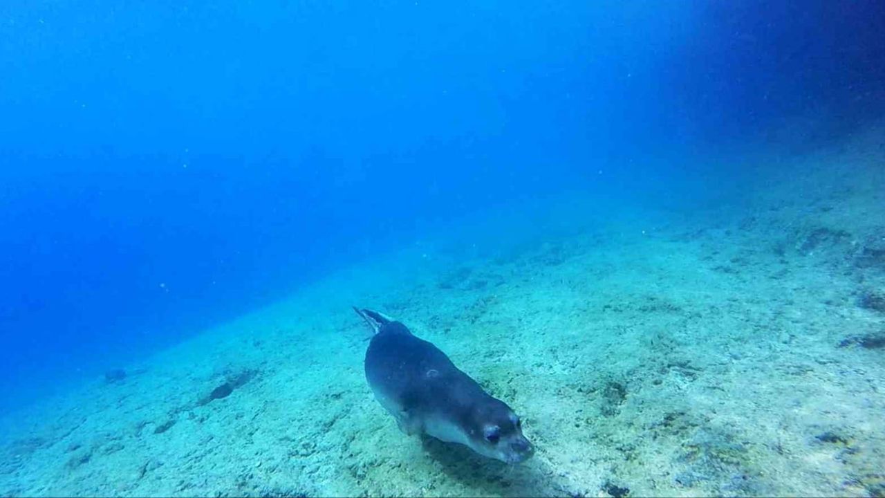 Denizlerin korunmasında yeni dönüm: Fethiye-Kaş ve Kuzey Ege milli park ilan edildi