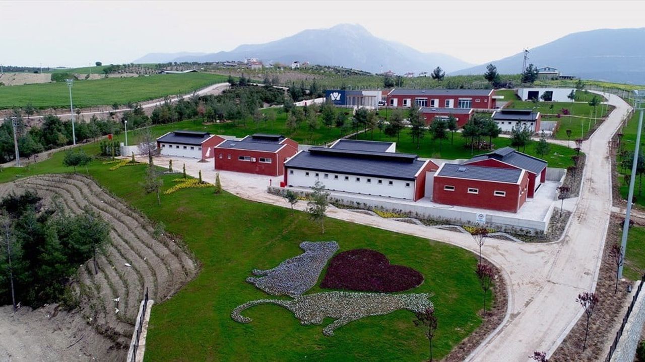 Denizli'de barınak tartışması: büyükşehir hukuki adım attı