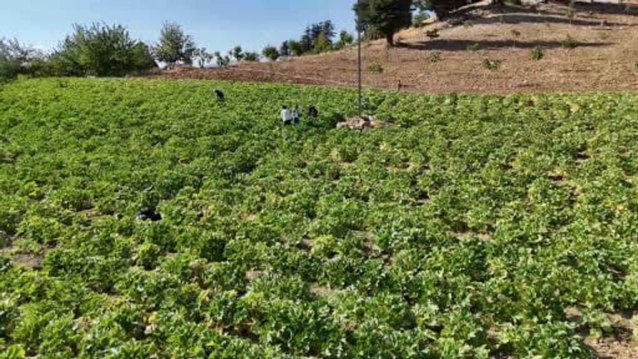 Depremin yıkımından tarla bereketine: köyünde kabak yetiştiriyor