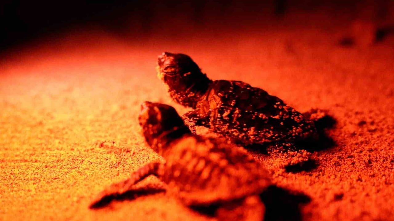 Didim'de caretta caretta yavruları güvenle denize buluştu