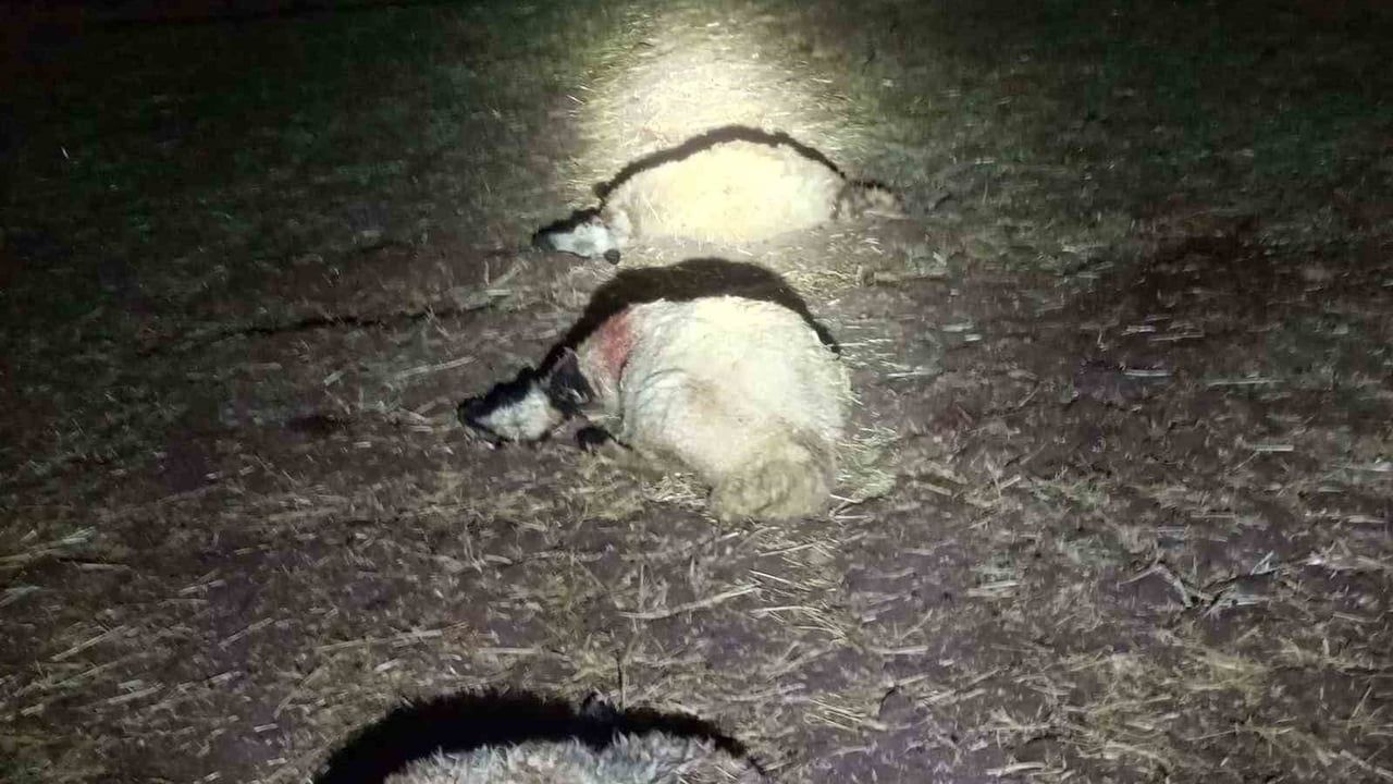 Diyarbakır Bağlar'da ağıla düşen yıldırım 21 koyunun ölümüne yol açtı