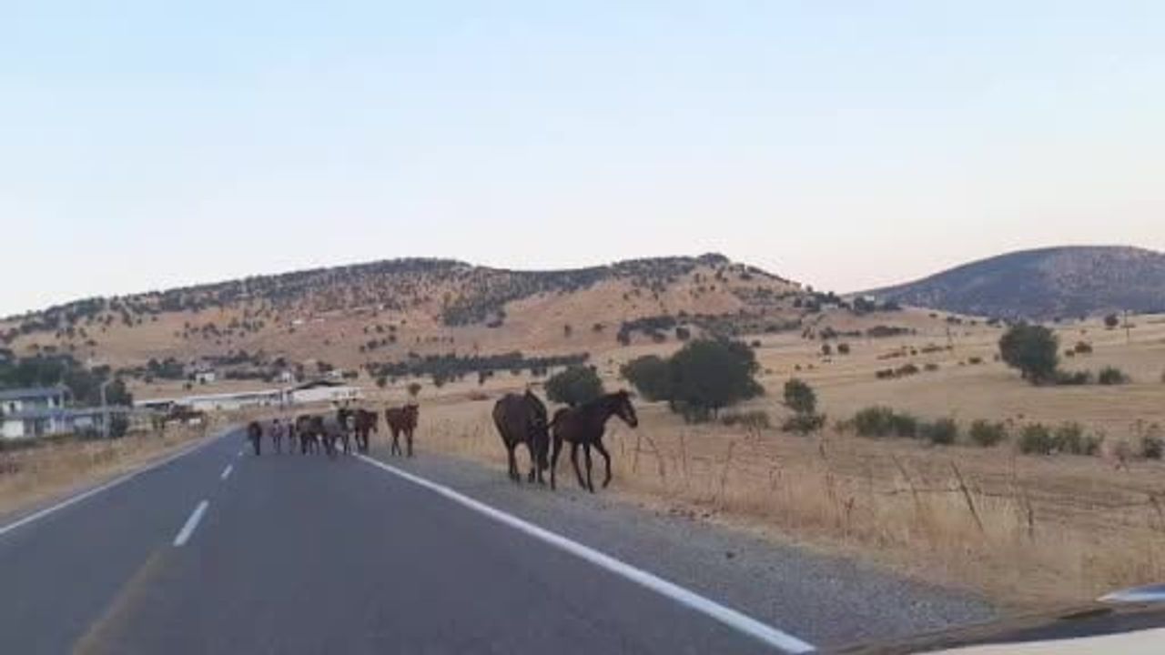 Diyarbakır'da Dönenkaya Mahallesi'nde yola çıkan yaban atları trafikte tedbir aldırdı