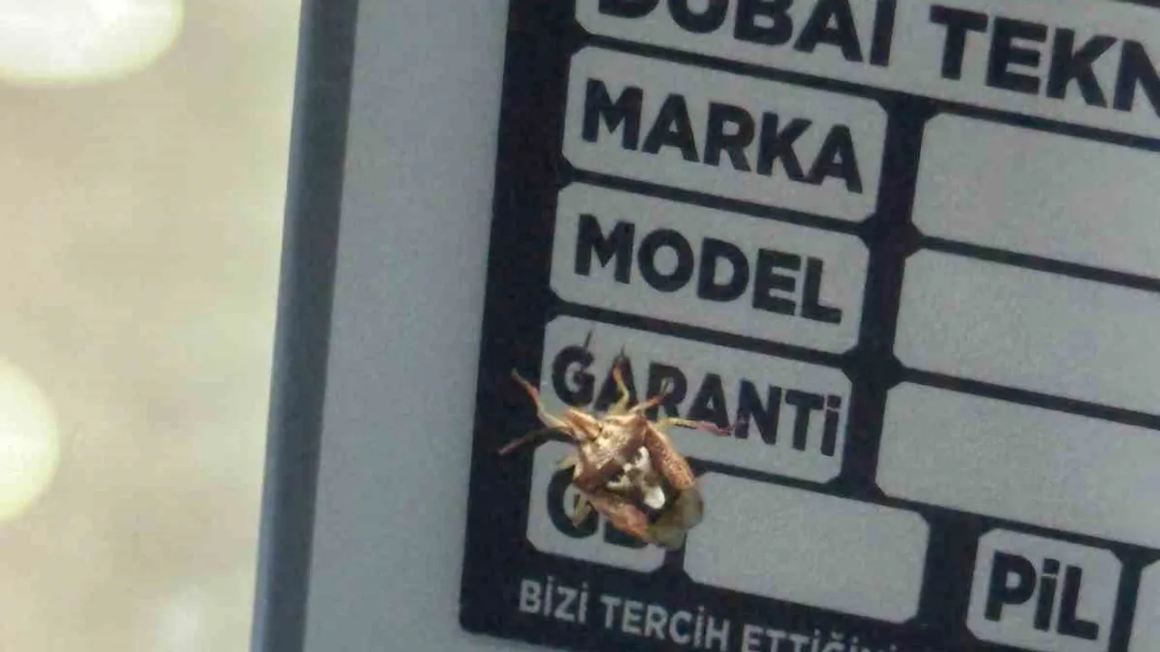 Diyarbakır'da sırtındaki deseniyle yüz izlenimi veren böcek ilgi çekti