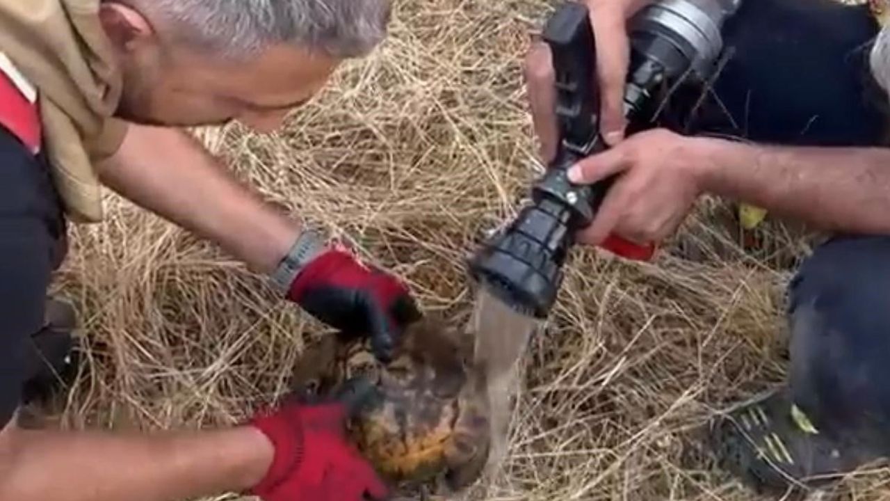 Diyarbakır Lice'de yangından kurtarılan kaplumbağa doğaya bırakıldı
