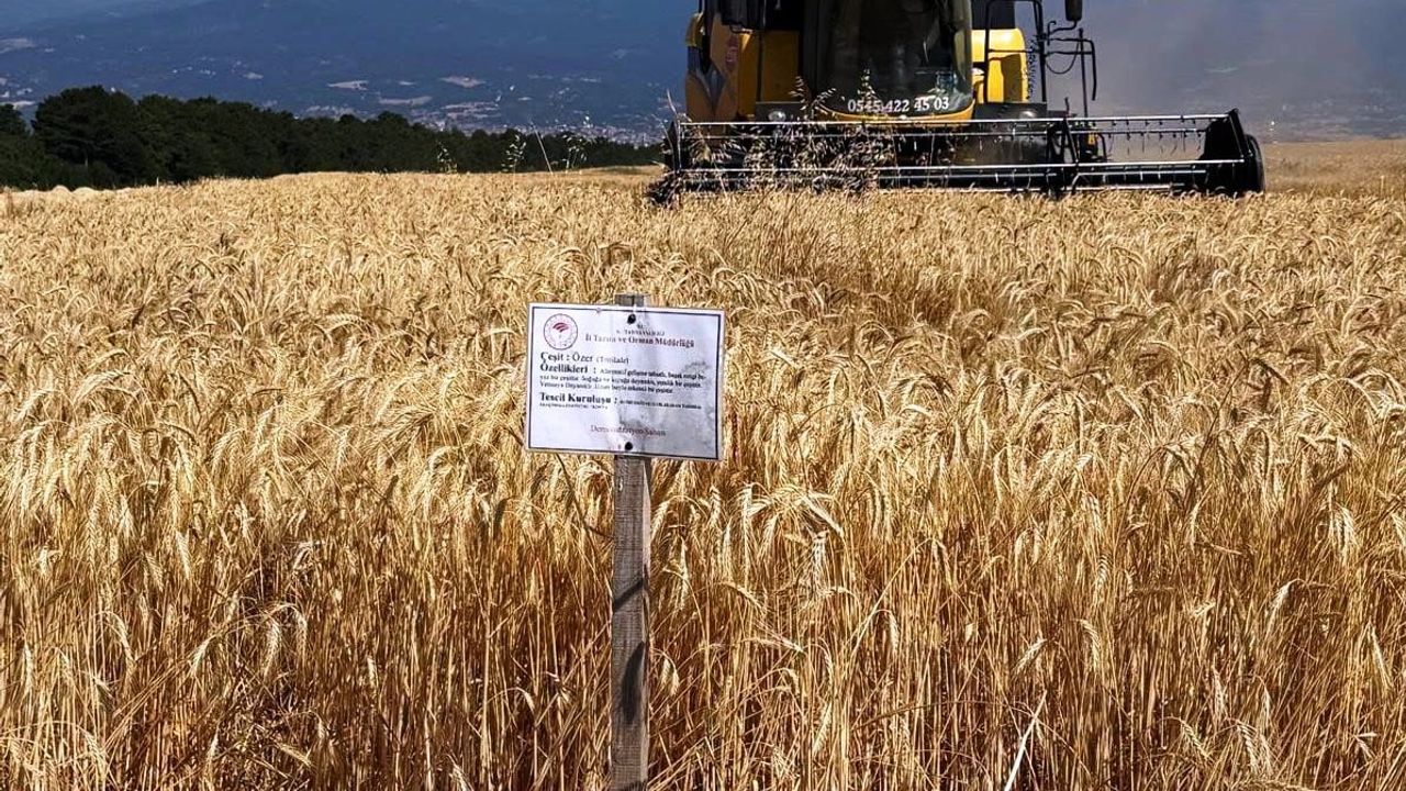 Domaniç'te demonstrasyon tarlaları yerli çeşitlerin verimini ortaya koydu