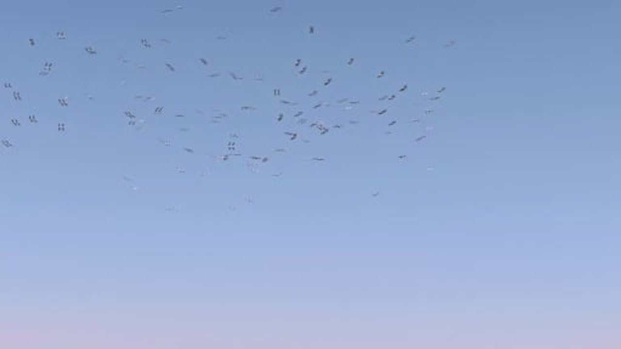 Düden gölü'nde leyleklerin gökyüzü gösterisi dronla kaydedildi