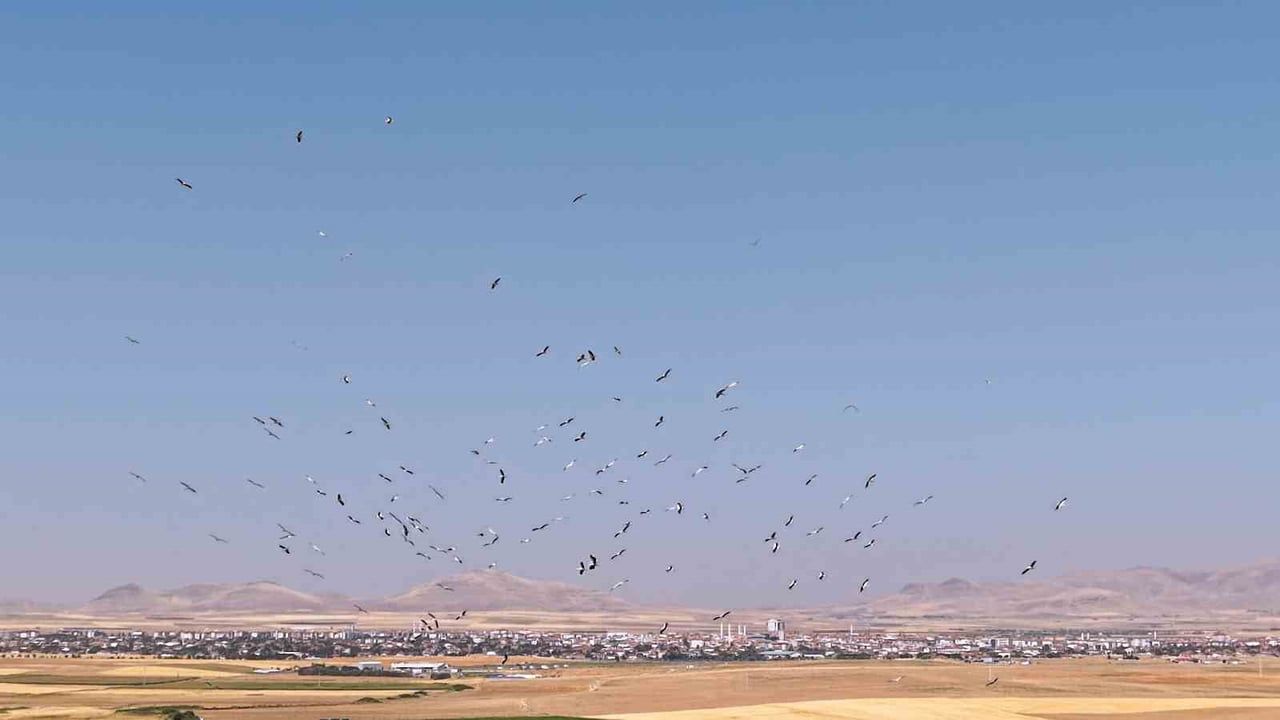 Düden Gölü'nde leyleklerin senfonisi dron ile kaydedildi