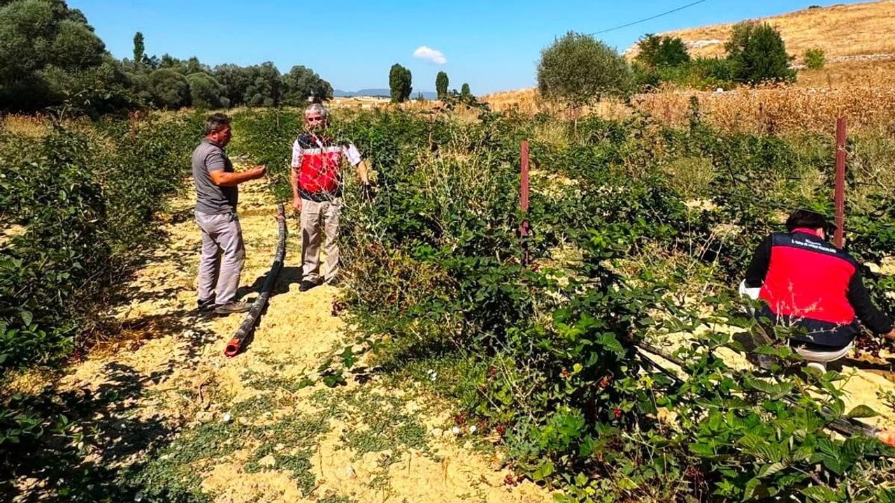 Dumlupınar Selkisaray'da böğürtlen bahçeleri yerinde değerlendirildi