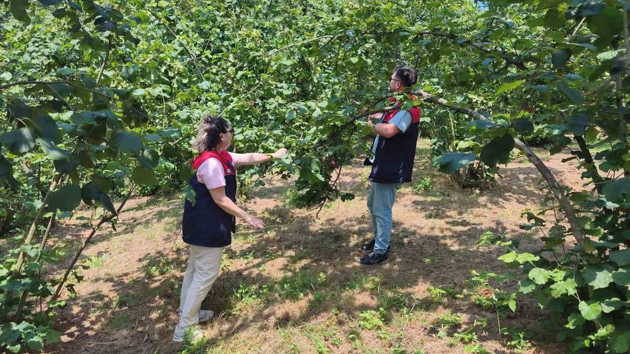 Düzce'de 2026 fındık hasadı rakıma göre üç aşamada başlayacak