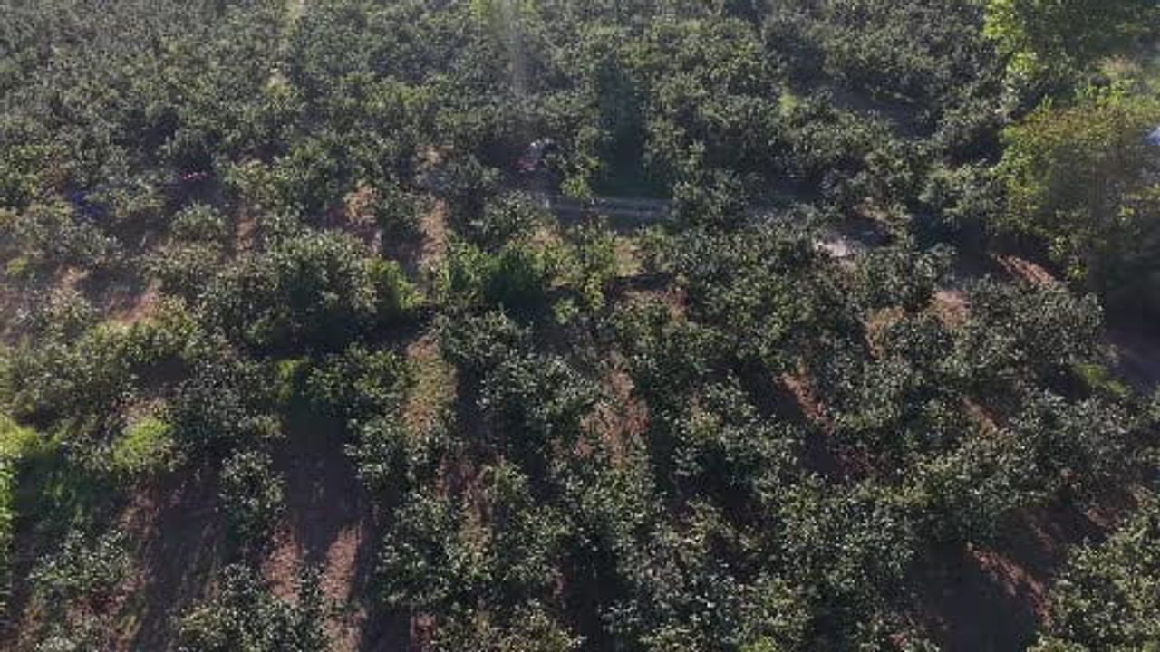 Düzce'de fındıkta yeniden yükseliş hedefi: 103 bin ton