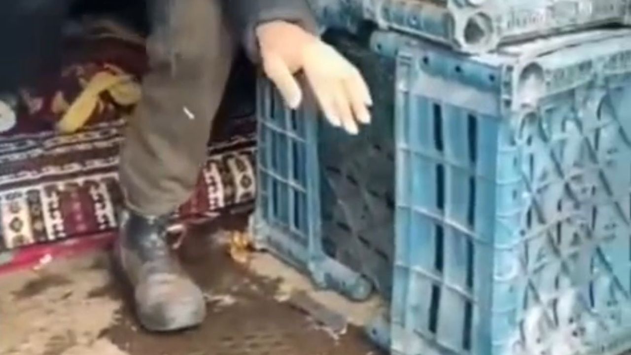 düzce'de yasa dışı giriş yapan 7 düzensiz göçmen yakalandı