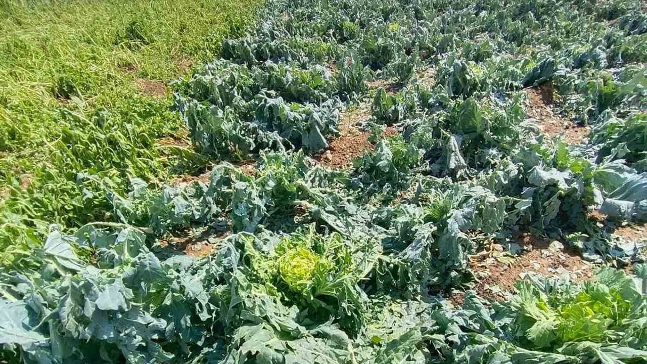 Eko-köy'de dolu üretimi sekteye uğrattı: seralar ve ürünler zarar gördü
