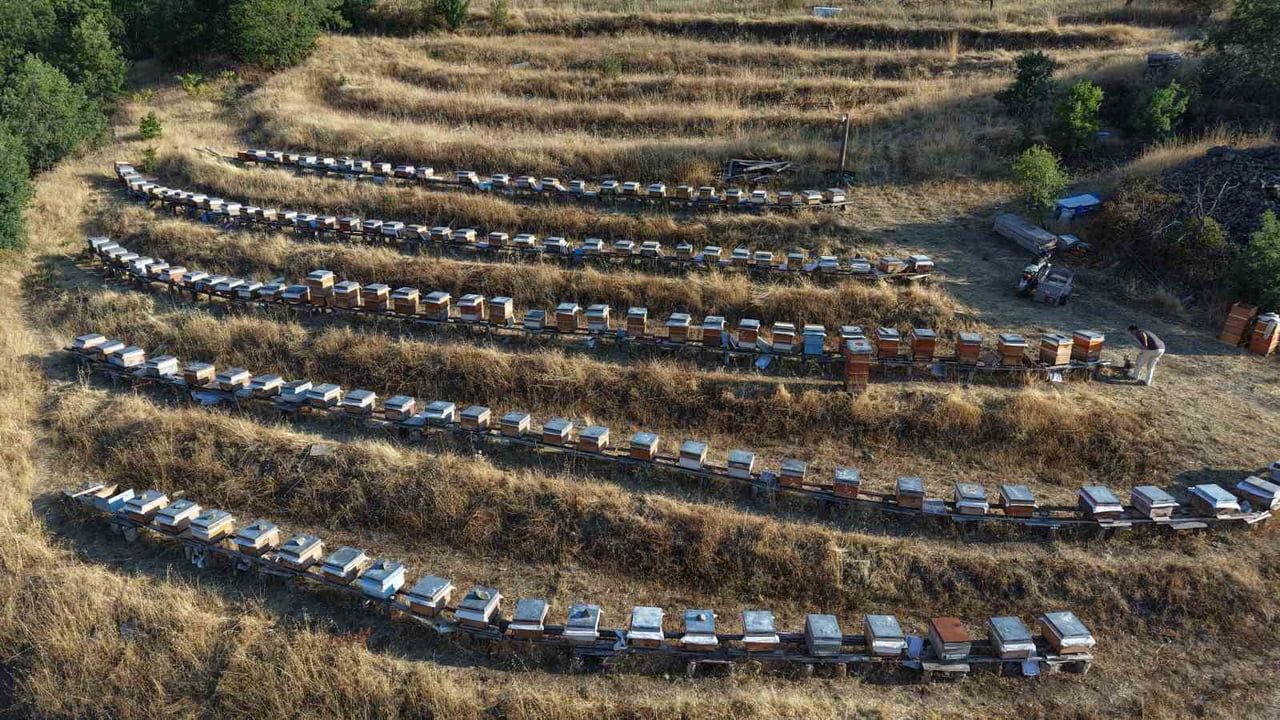 Elazığ’da bahar yağmurları verimi yükseltti: kovan başı rekolte yüzde 20 arttı