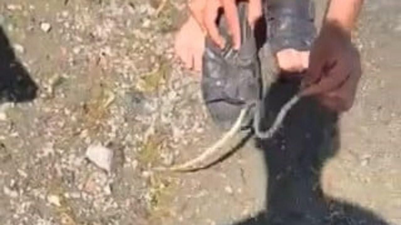Elazığ'da göl kıyısında şaka: yakalanan yavru yılanla arkadaşını kovaladı