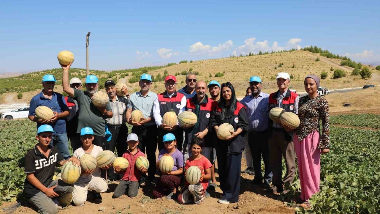 Elazığ’da Muratçık’tan başlayan kavun hasadı 20 tonluk beklentiyle sürüyor