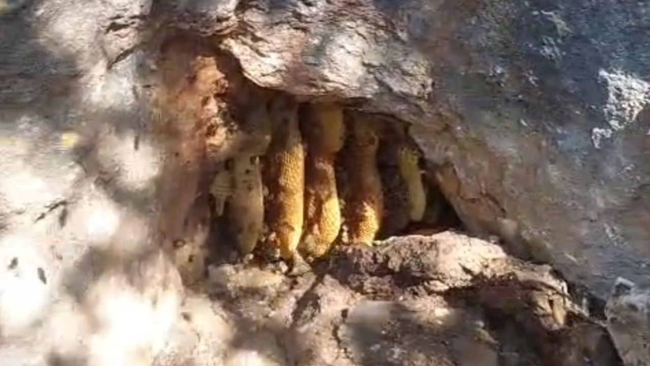 Elazığ'da sarp kayanın oyuğunda oluşan bal şaşkınlık yarattı