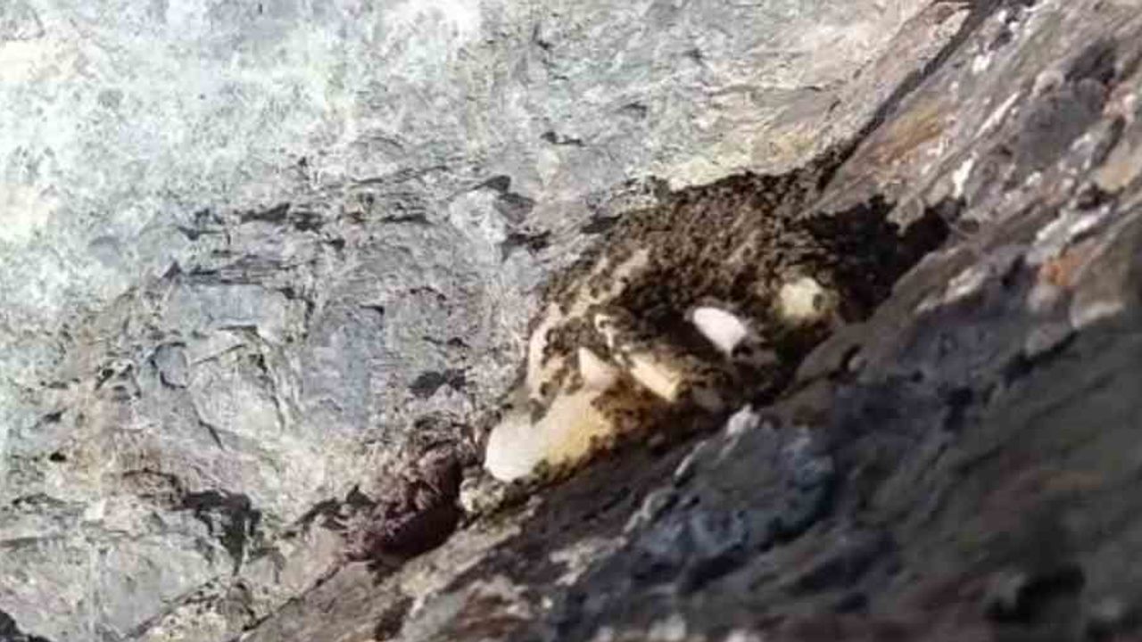 Elazığ'ın Palu ilçesinde kayalık yüzeylerde oluşan doğal kaya balı görüntülendi
