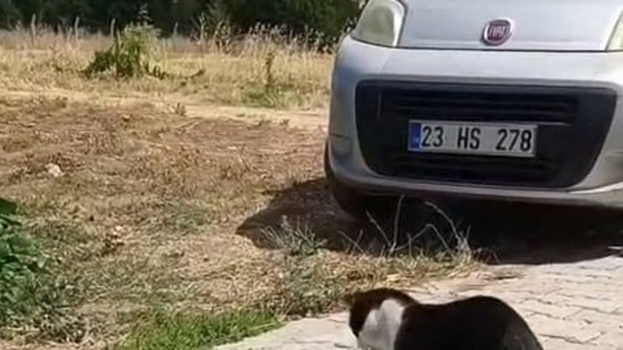 Elazığ sokaklarında beklenmedik karşılaşma: kedi ve yılanın anları kamerada