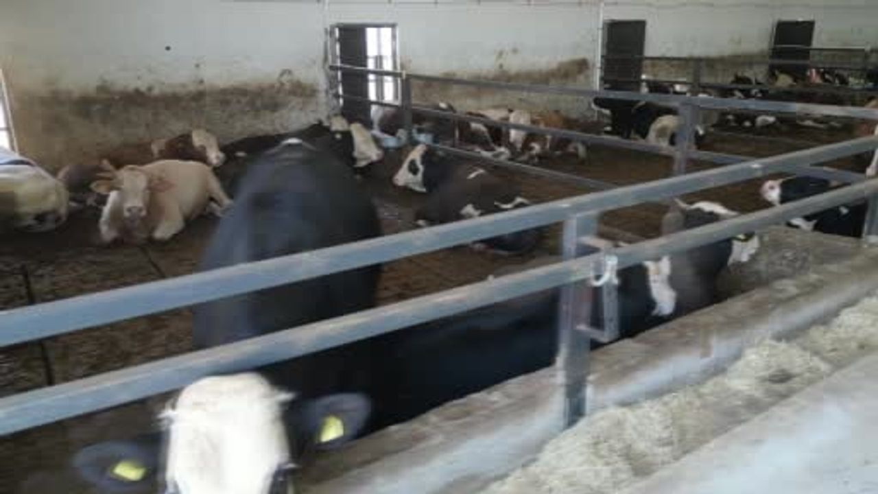 Elektrik ustasından devlet destekli besi çiftliğine dönüşüm