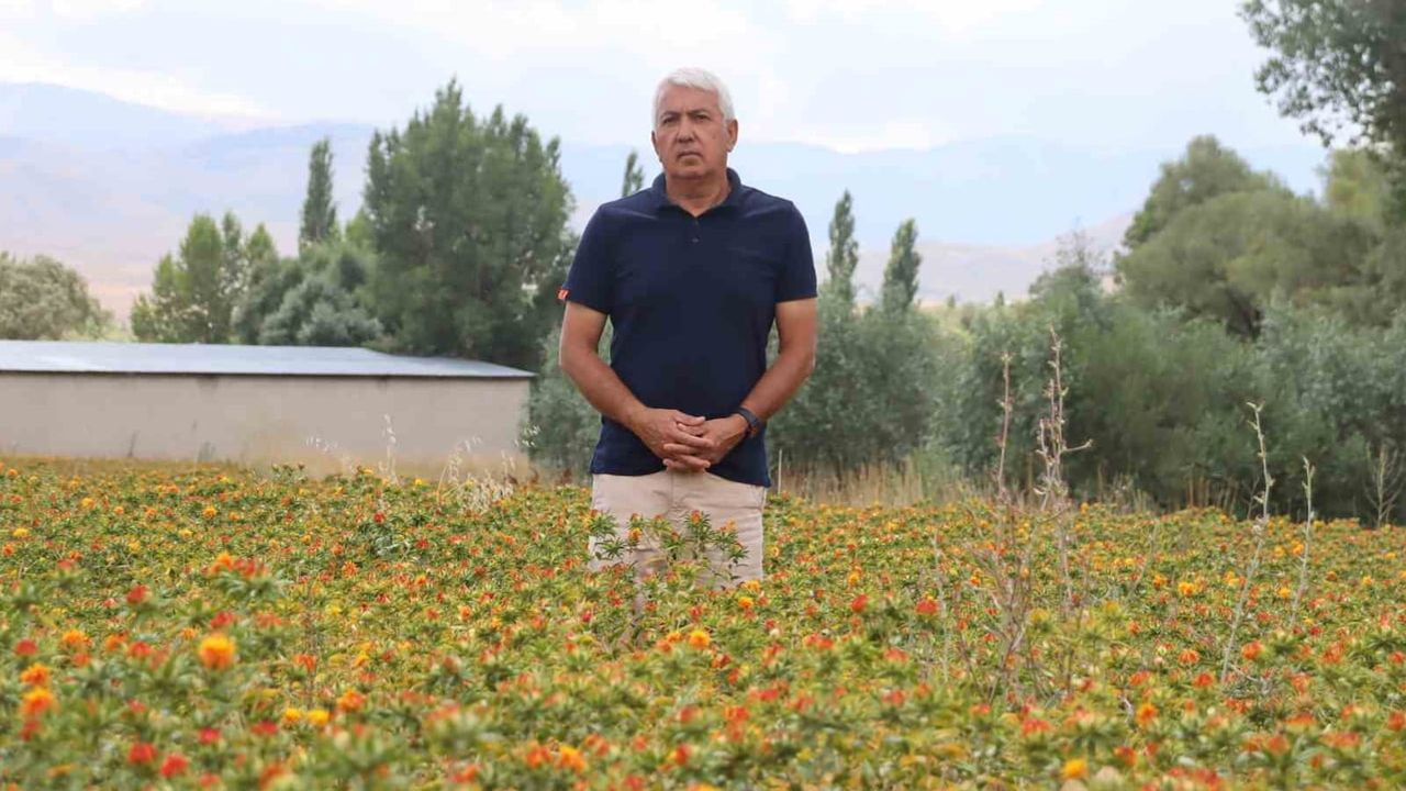 Emekliliğin ardından tarımda büyüyor: Kayseri'de emekli 260 dönüm aspir ekiyor