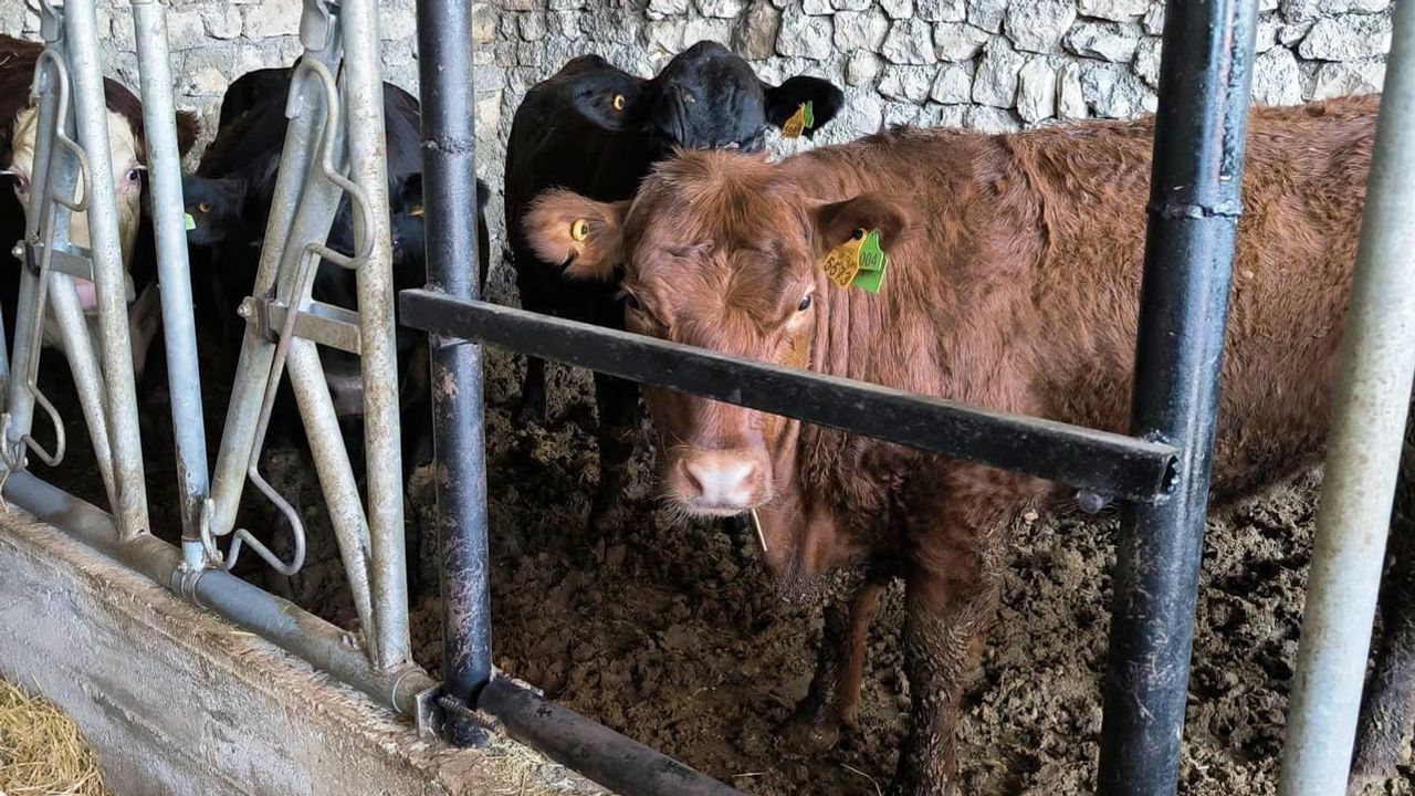 Emet'te Kırsalda Bereket, Hayvancılığa Destek projesi kapsamında saha denetimi yapıldı