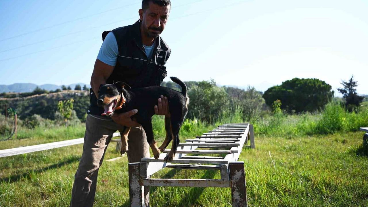Enkazda hayatı kokusuyla buluyor: Kuşadası'ndan arama köpekleri