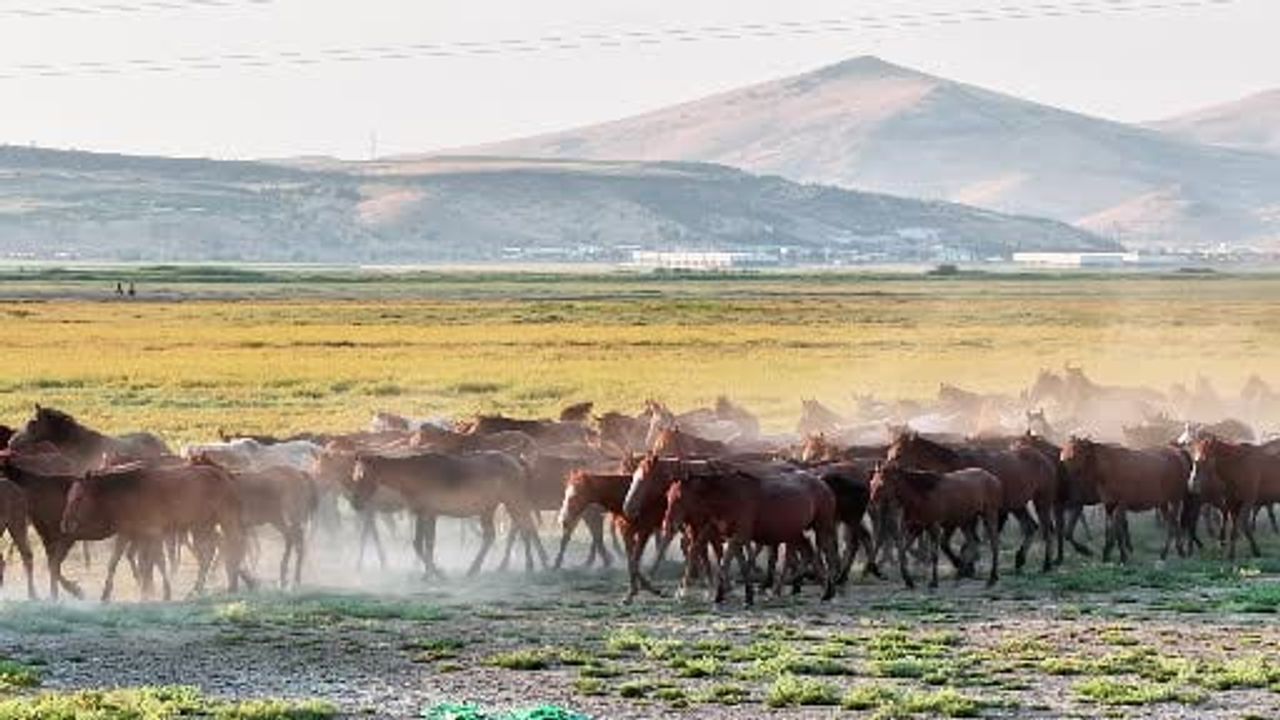 Erciyes eteklerinde gün batımında yılkı atlarının büyüleyici dansı