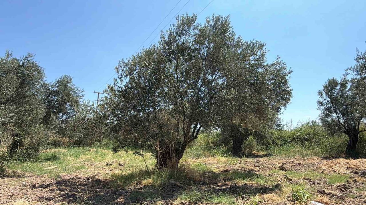 Erken olgunlaşma sinyali: zeytin hasadı 15-20 gün öne çekilebilir
