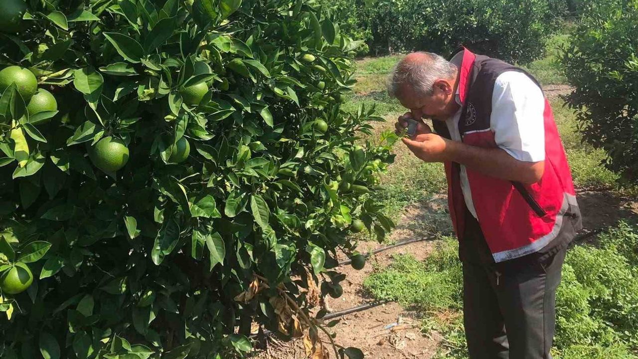 Erzin'de narenciye bahçelerinde önleyici bitki sağlığı denetimi gerçekleştirildi
