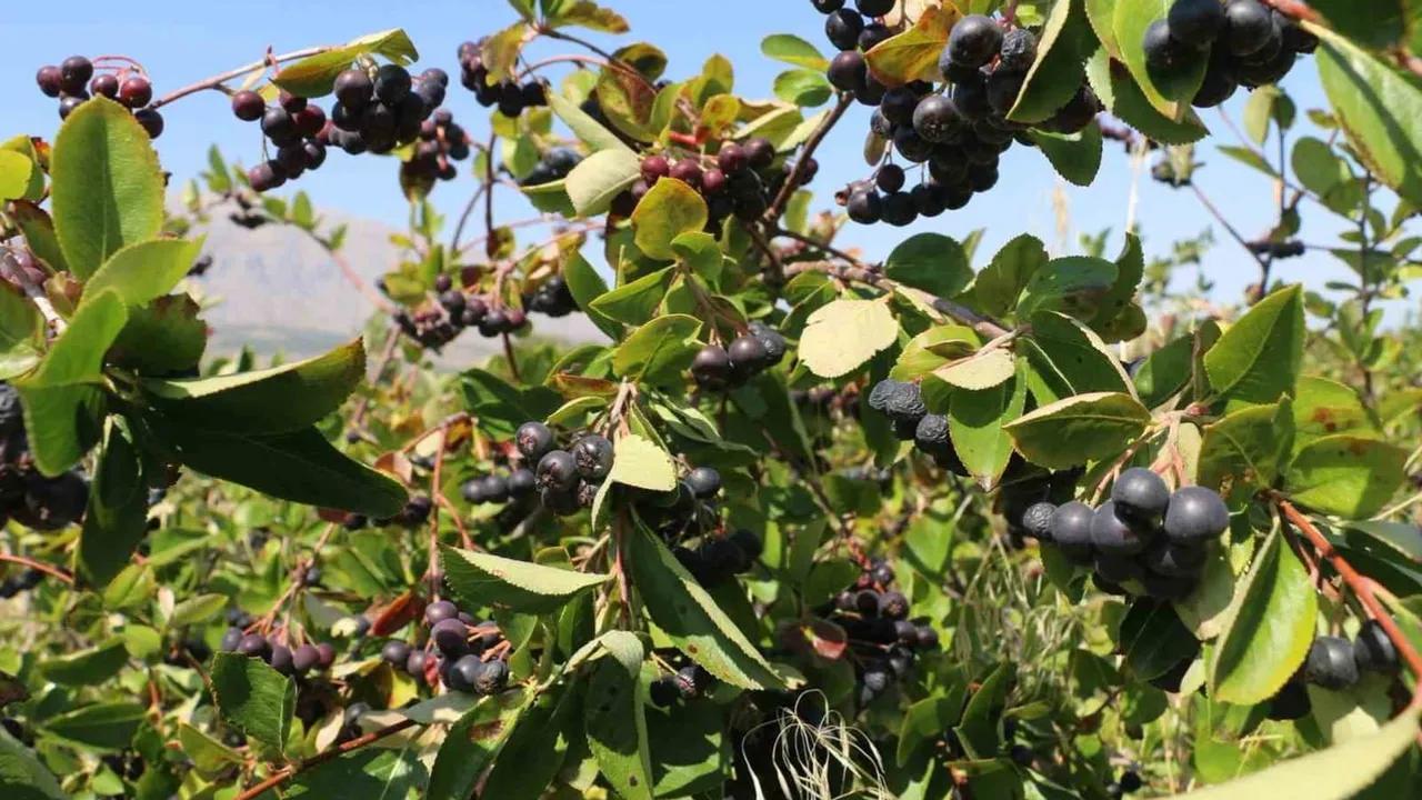 Erzincan’da alternatif tarımda yeni soluk: aronya tarlaları hasada hazırlanıyor
