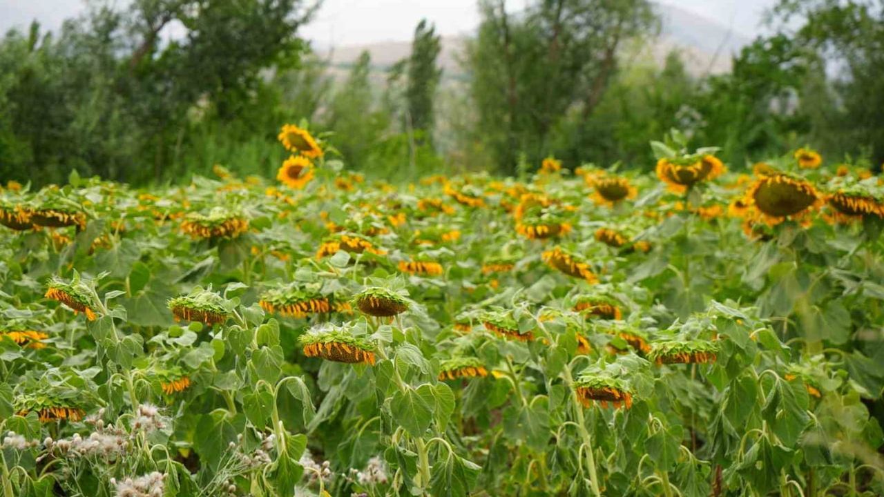 erzincan’da ayçiçeği tarlaları sarının tonlarıyla kartpostallık manzaralar oluşturuyor