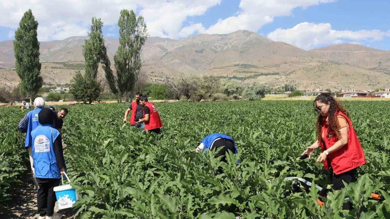 Erzincan'da gençler tarlada gönüllülük dersini aldı