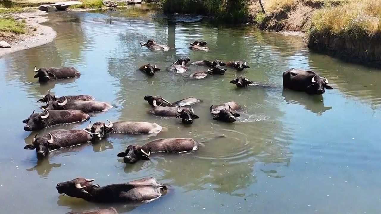 Erzincan’da manda yetiştiriciliği için ortak çatı kuruluyor