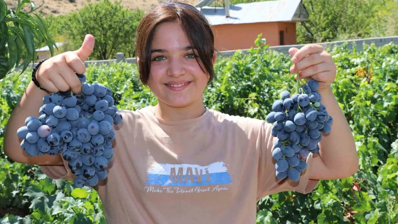 Erzincan'ın coğrafi işaretli Cimin üzümünde hasat dönemi başladı