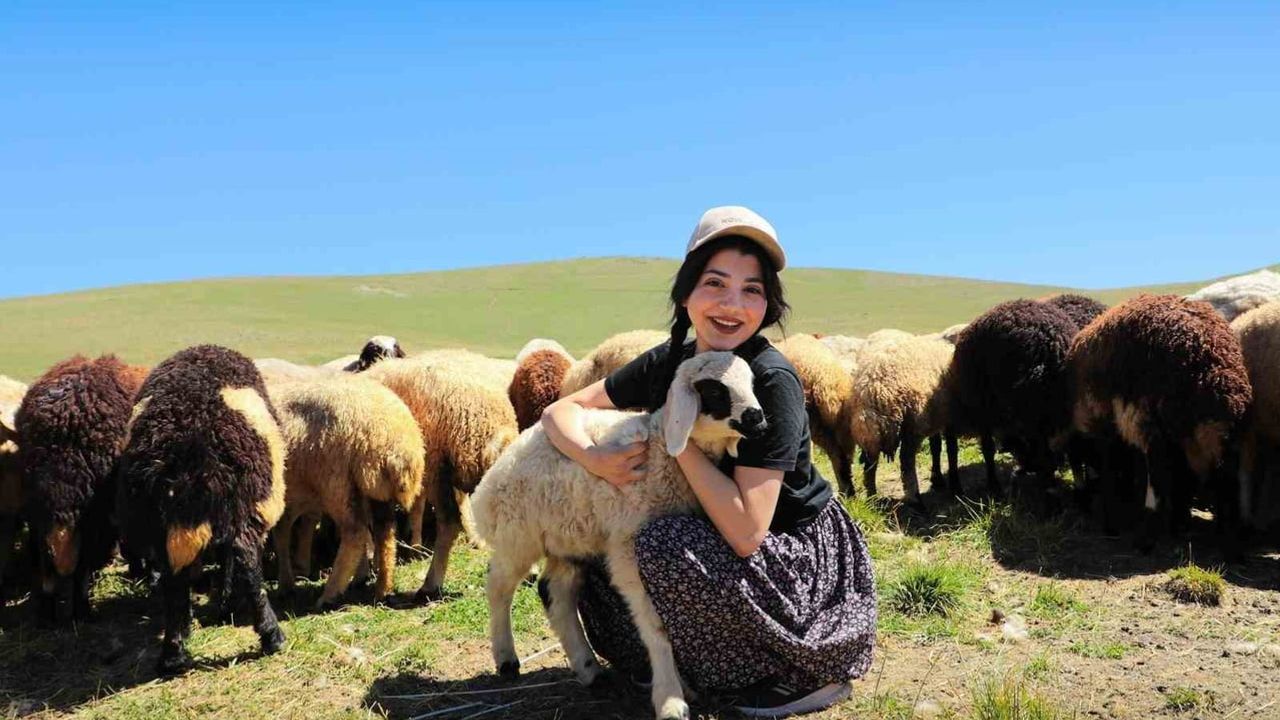Erzincan tulum peyniri yaylalardan sofralara