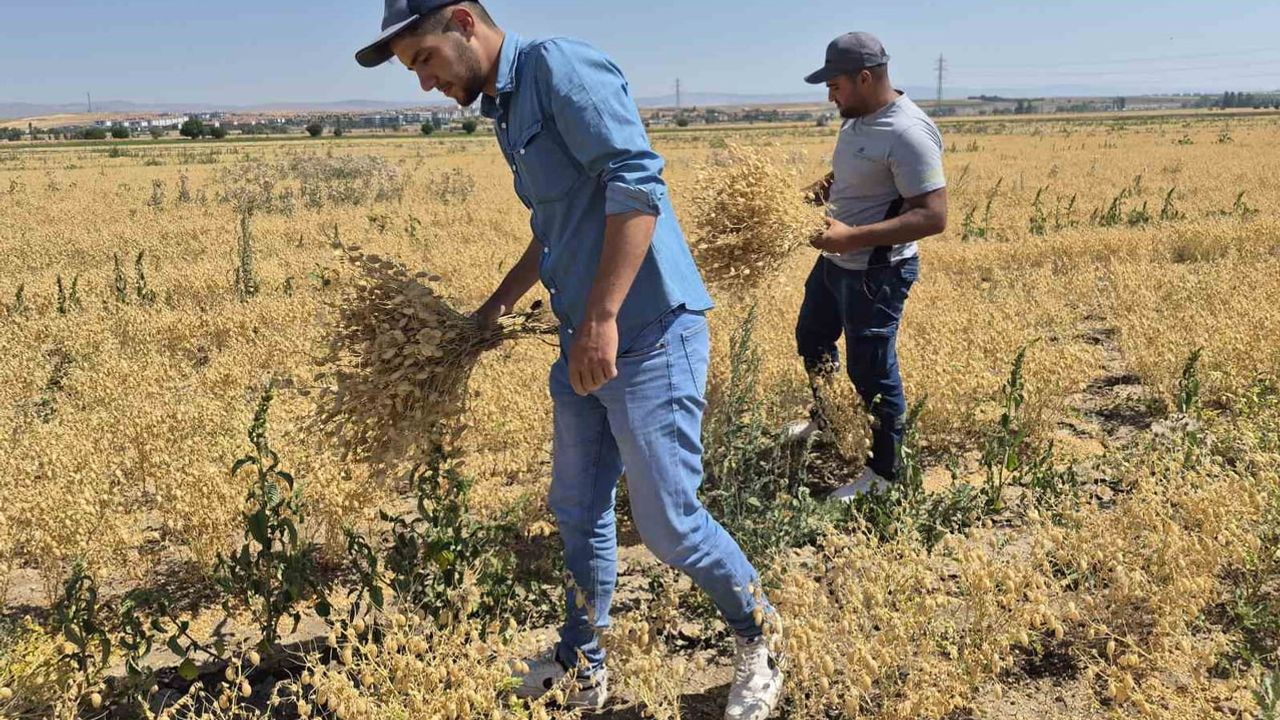 Eskişehir'de yetişen ziraat mühendisleri yerli tohuma yön veriyor