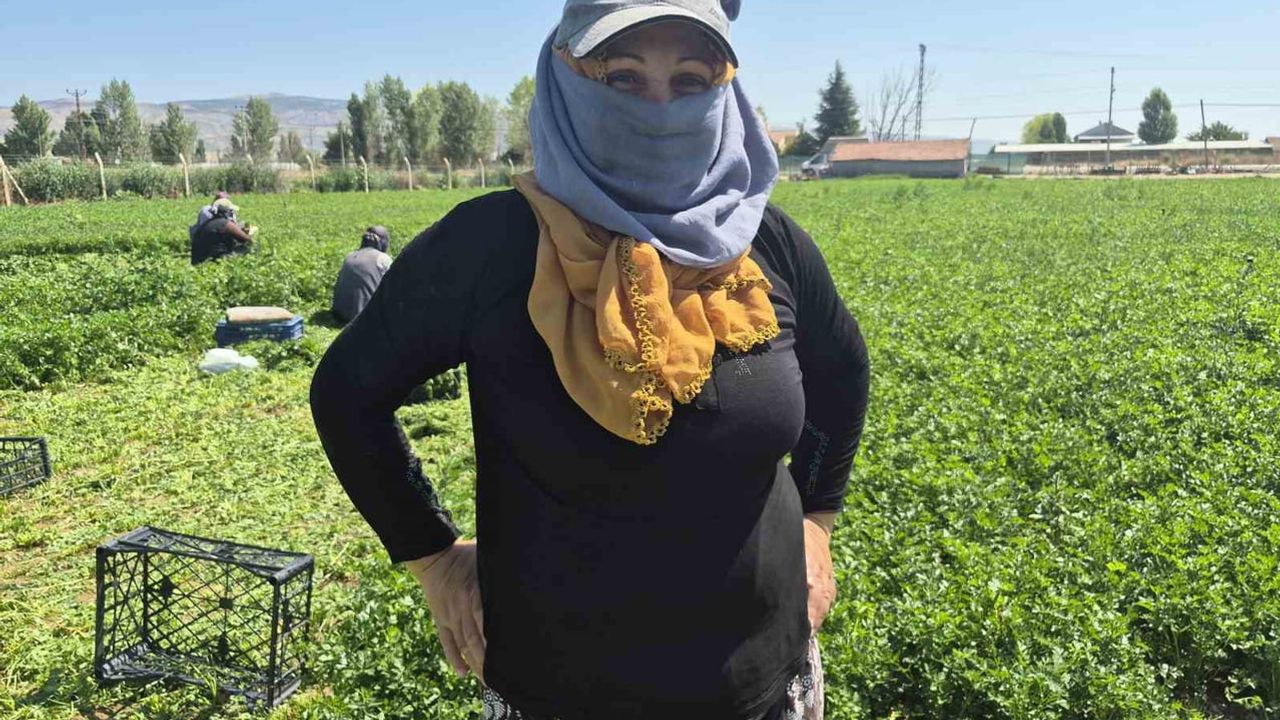 Eskişehir maydanoz tarlalarında güneşle ve emekle sınanan kadınlar
