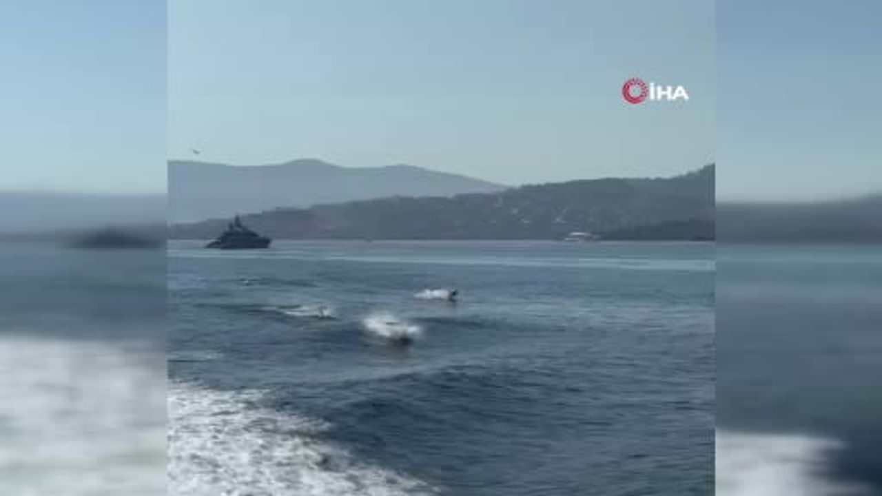 Eşsiz anlar: Türkbükü koyunda yunusların göz alıcı gösterisi