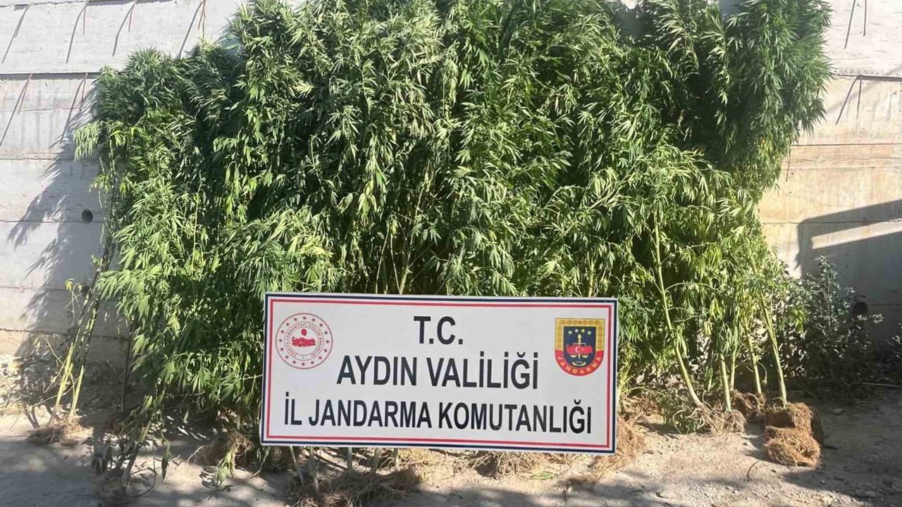 Evindeki kenevirler jandarmanın dikkatini çekti