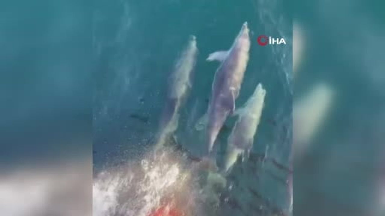 Feribota eşlik eden yunuslar Marmara'da yolculara sürpriz yaşattı