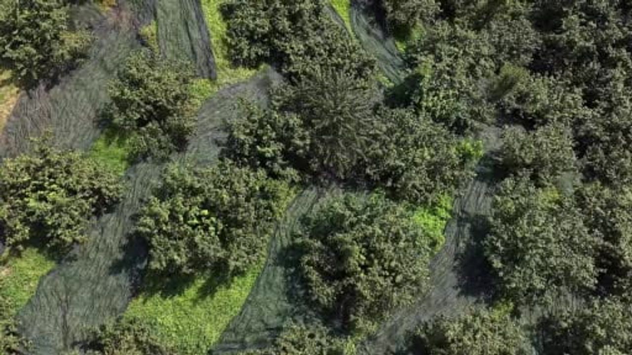Fındıkta file uygulaması işçilik yükünü ve hasat süresini ciddi oranda azalttı