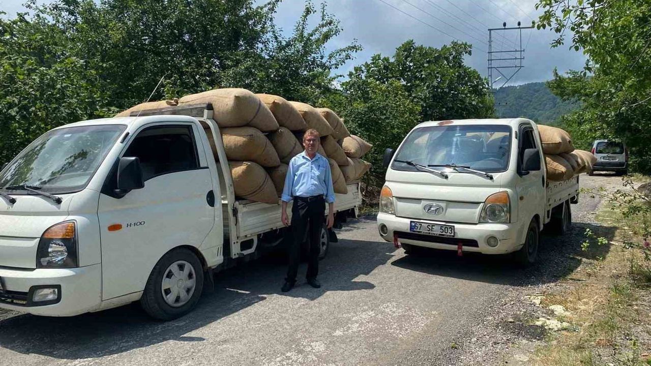 Fındıkta kalite ve kilo kaybını önlemenin yolu: olgunlaşıp yere dökülmesini bekleyin
