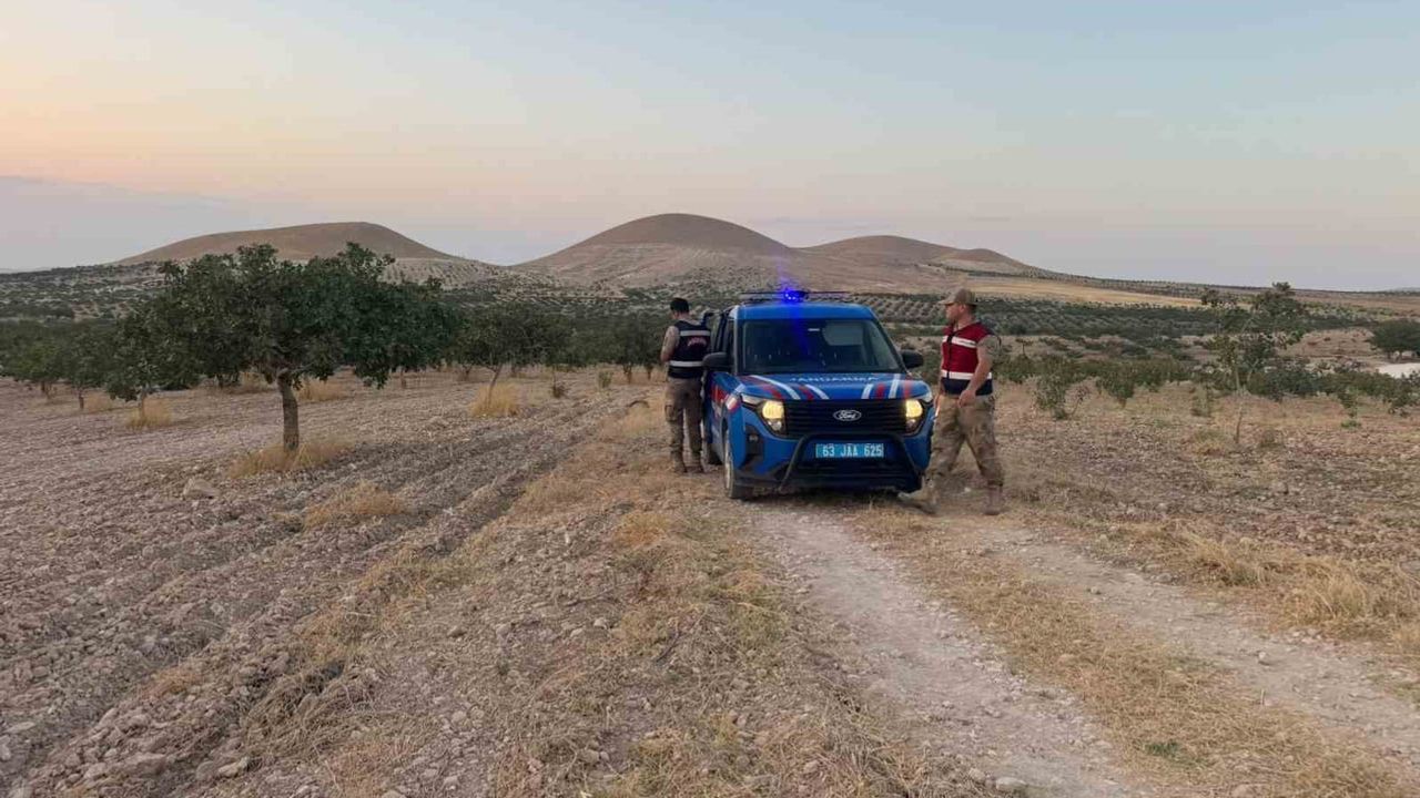 Fıstık tarlalarında nöbet: jandarma gece gündüz sahada