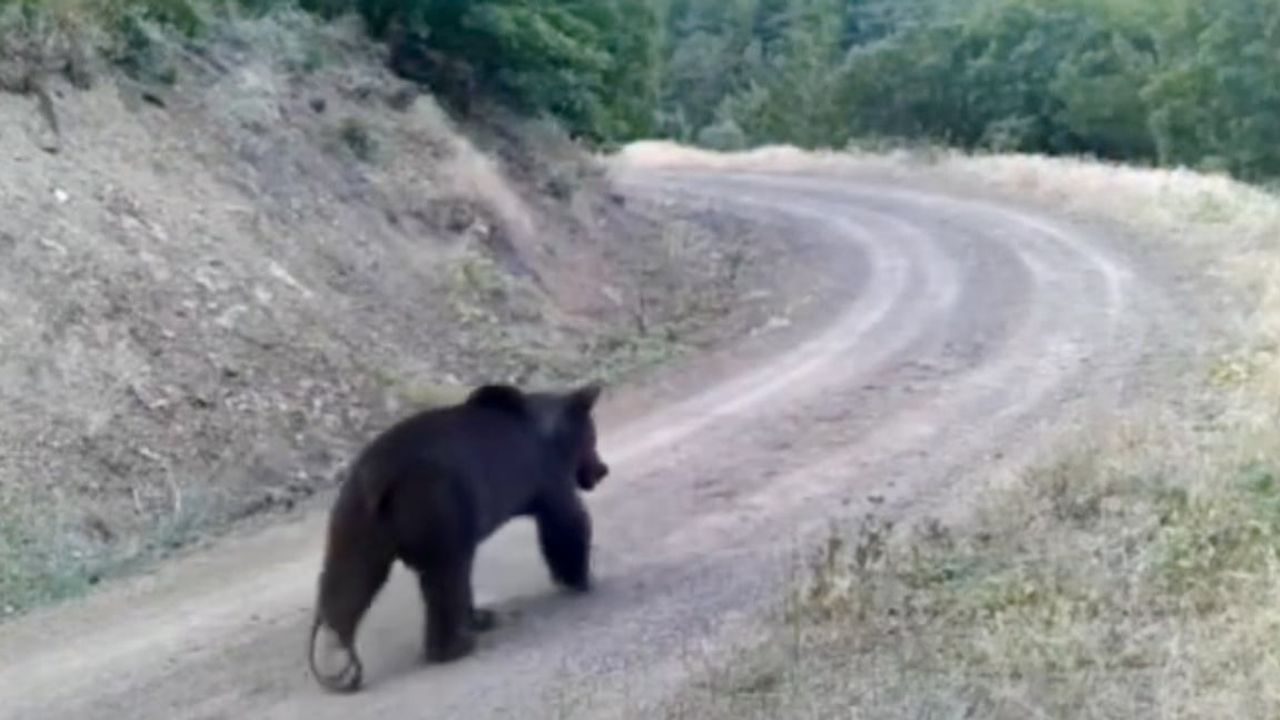 Fotokapan Çankırı ormanında yiyecek arayan ayının anlarını kaydetti
